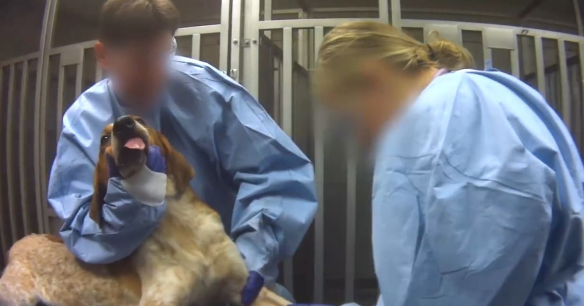 狗狗被逼吞下4顆含超高殺菌劑劑量的膠囊。（FB@HSUS）