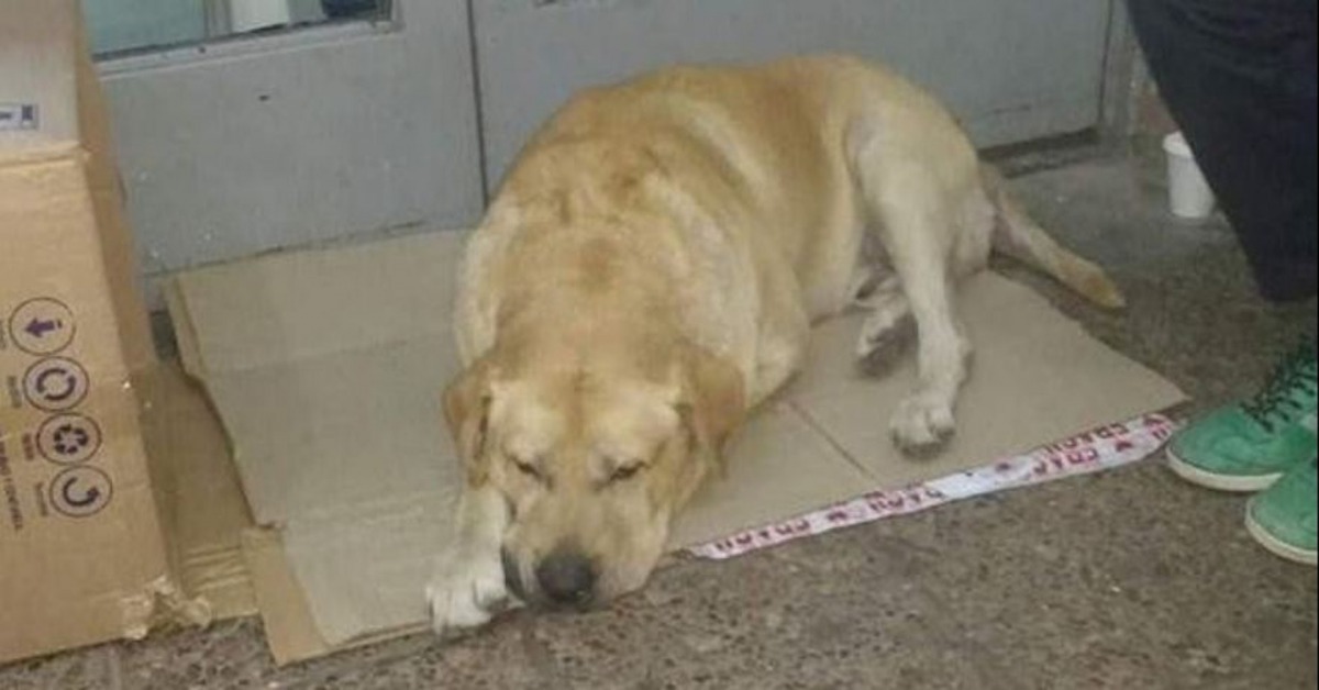 Toto被遺下在醫院門口。(Twitter@CEN)