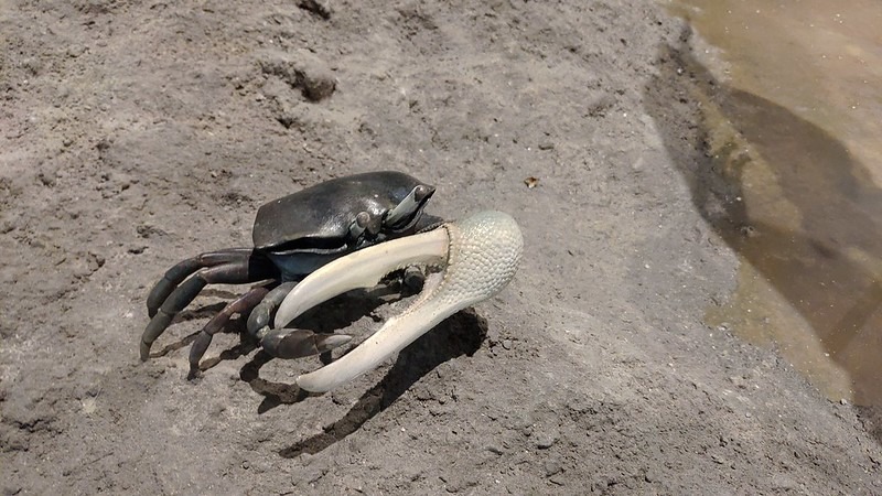 放大後的網紋招潮蟹（上）、台灣招潮蟹（下）栩栩如生。台江國家公園管理處提供。