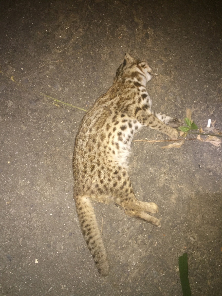 9月15日夜間民眾通報，彰化芬園台14省道上發現的死亡石虎。圖片來源：農委會特生中心