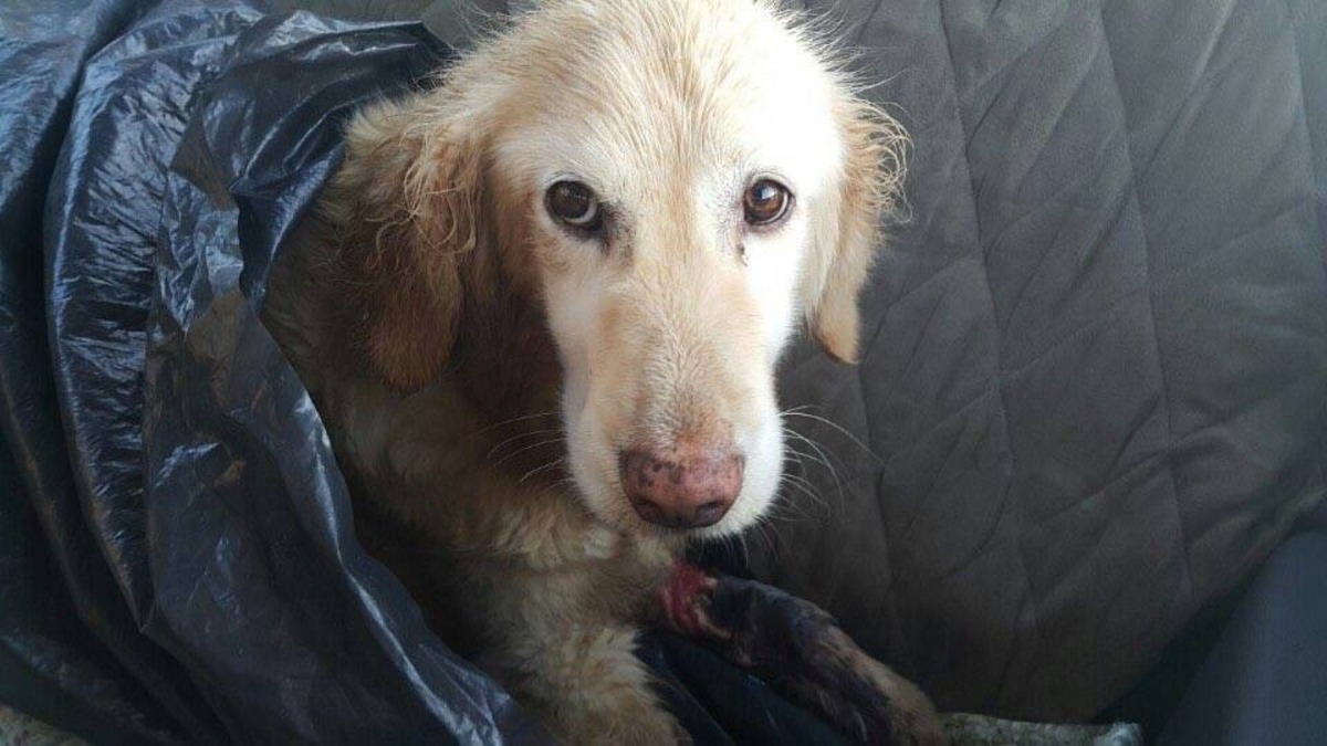 2016年，Chi Chi被韓國狗肉屠宰場丟棄於垃圾筒內。（Instagram@chichirescuedog）