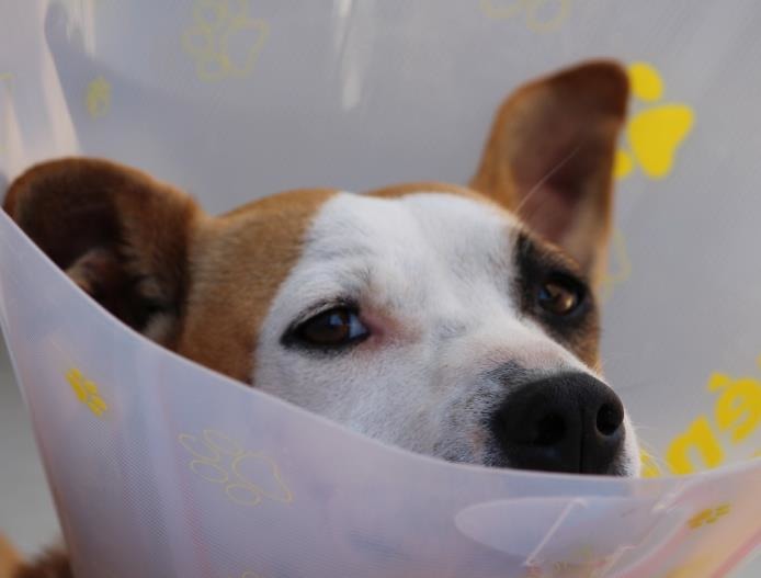 獸醫系學生除了要精益求精以外，還要懂得如何解決問題。此外，他們也要非常有愛心，和有直覺性，也要很懂得如何和動物相處。來源: Pixabay