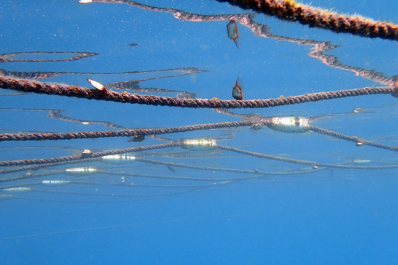 人工試驗藻床對照組（沒有海藻的情況）。圖片來源：水試所提供