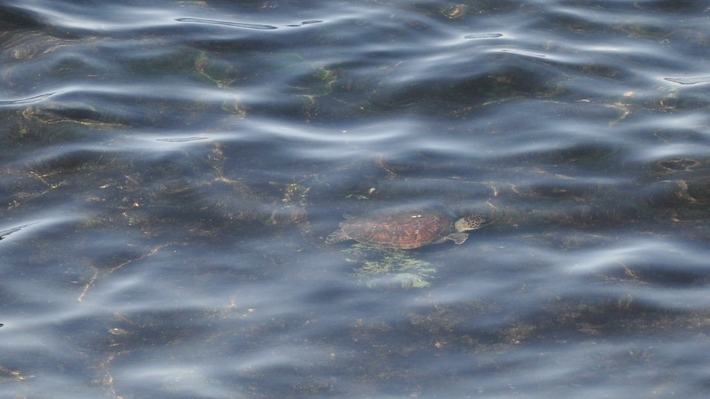 小琉球是綠蠵龜的重要孵育地,棲地卻受到人為開發的威脅。孫文臨攝