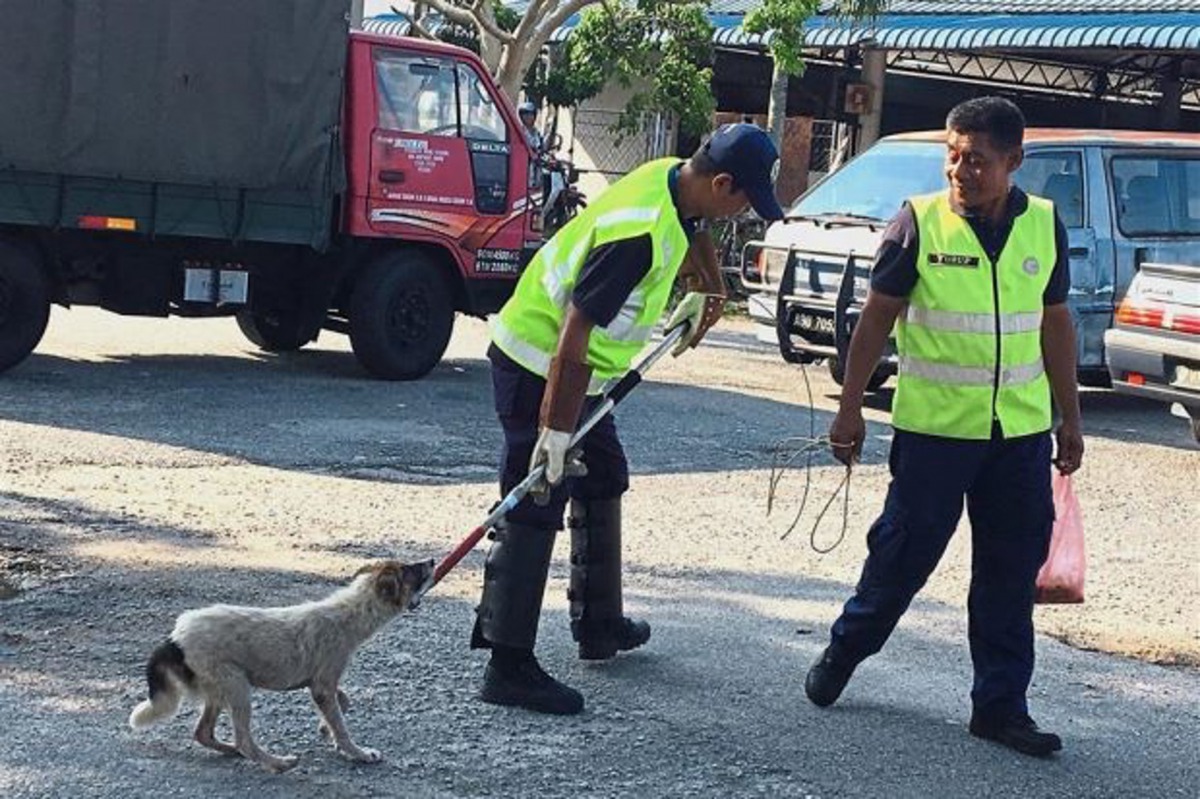 馬來西亞捉狗隊每日都會捕捉流浪狗。（The Star）