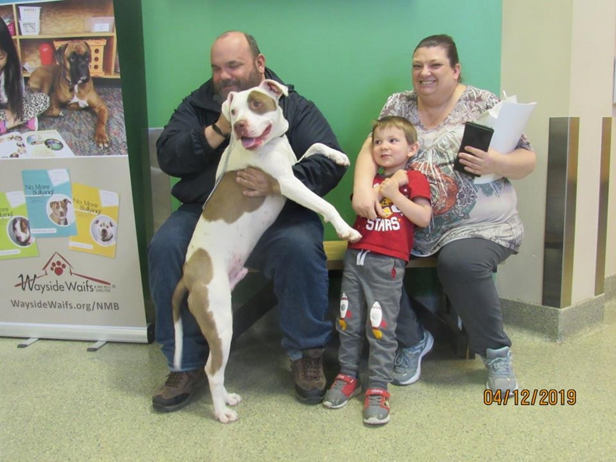 幾乎整個收容所的動物都被收養了。 （Facebook@ Wayside Waifs）