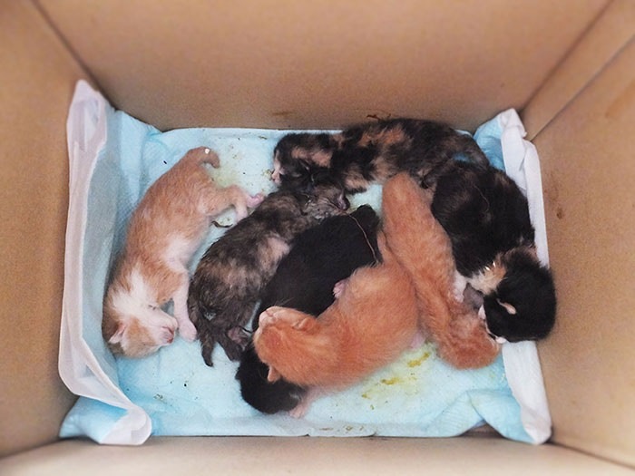 在紙皮箱發現的7隻幼貓，由美女士表示當時已經有貓貓身體變得很冰凍。（資料圖片）