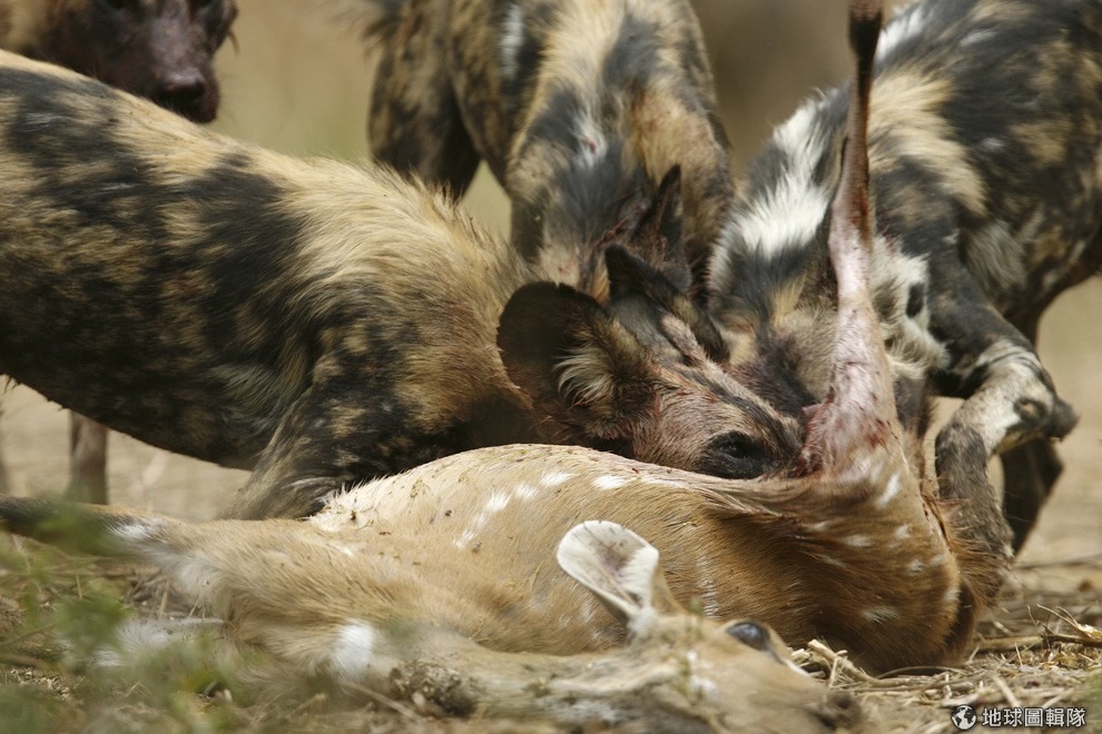 非洲獵犬在打獵時會集體行動，圖為一群正在撕咬羚羊屍體的非洲獵犬。地位高的非洲獵犬可以很容易就指使整個團體一起行動。 路透社