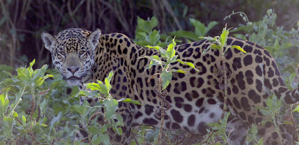 在潘特納爾濕地，遊客可以乘船觀察到美洲豹。圖片來源：Gregory 
