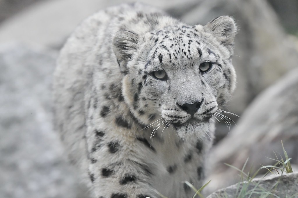 興都庫什喜馬拉雅地區為珍稀動物提供棲息之地,圖為雪豹。來源:Marc Feldmann(CC BY-NC 2.0)