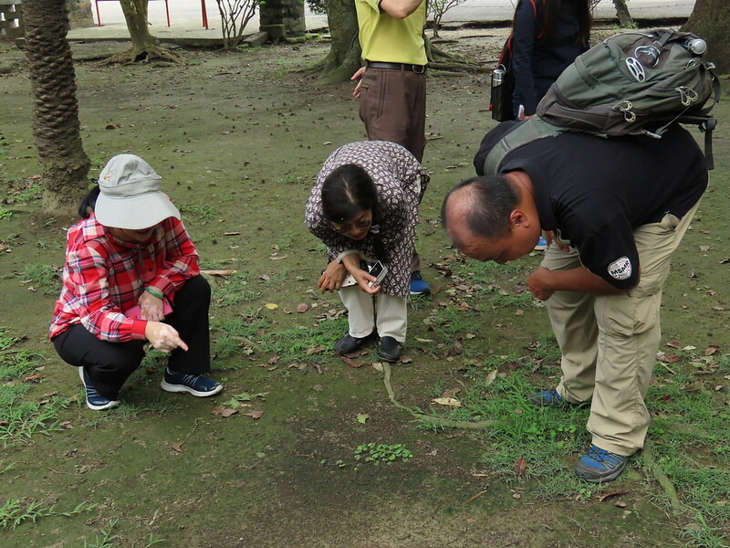 在棕櫚科樹下尋找排遺，是判斷有無高頭蝠入住的方法（右一為何英毅博士）。攝影：廖靜蕙