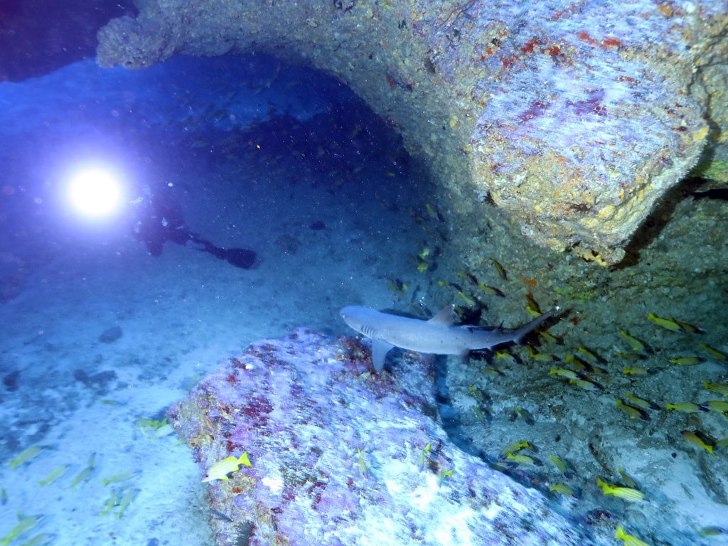 鄭明修潛進藍洞內，驚嚇到在裡面休息的白邊真鯊，牠很快就游出洞口。鄭明修提供。