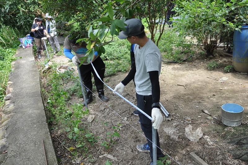 搭建雞舍的第一步先利用皮尺與水線測量短鐵樁與短鐵樁間的距離。孫文臨攝
