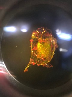 水蚤體內的塑膠微粒(橘黃)。圖片來源:中研院提供。