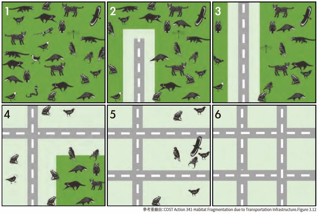 道路密度與動物族群的關係。棲地因道路開發，而使得物種逐漸減少，密度到臨界點，動物隨之消失。圖片來源：高速公路局提供
