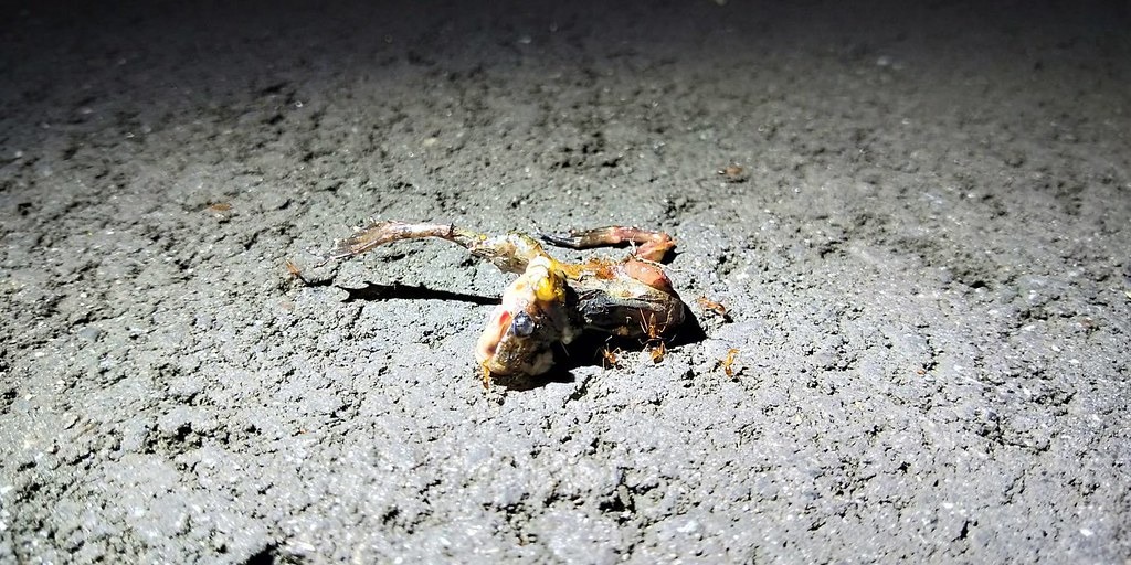 路死的褐樹蛙來不及傳宗接代了。圖片來源:三峽哇蛙兵社團提供