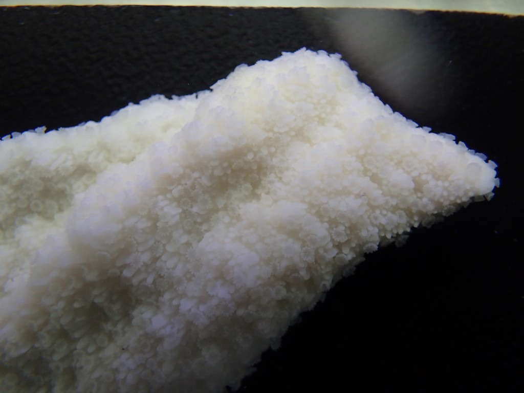 薄荷醇處理的「白化」癭葉表孔珊瑚,王志騰攝影。