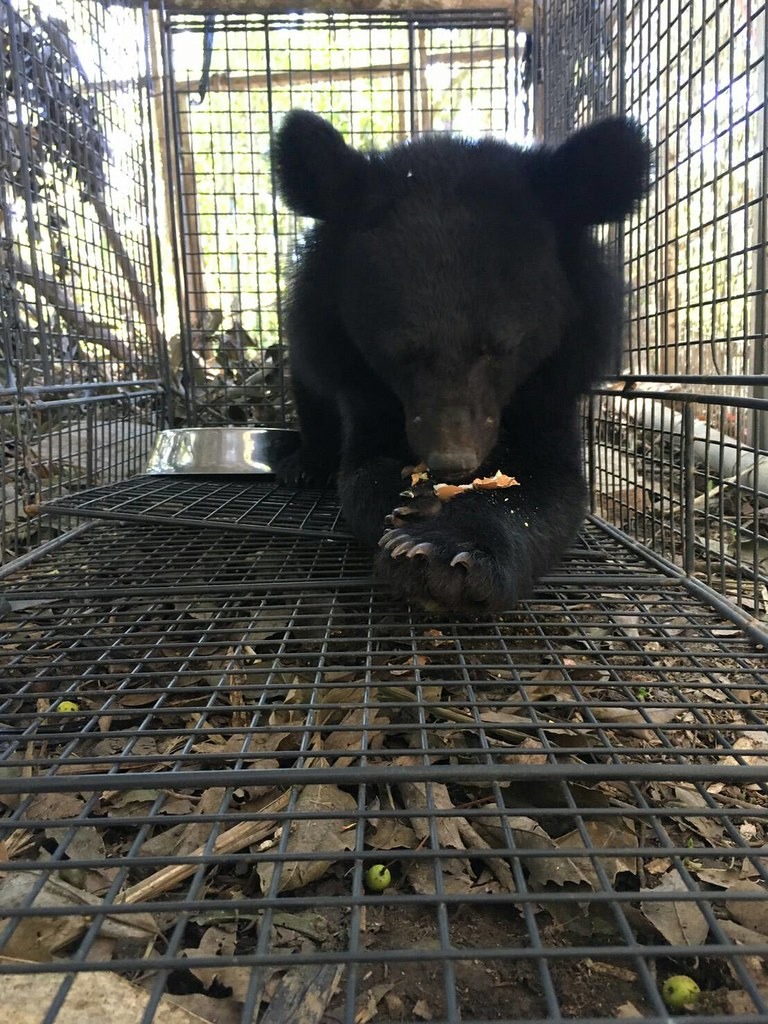 利稻黑熊目前暫時安置於龍泉苗圃。照片提供：台東林管處。