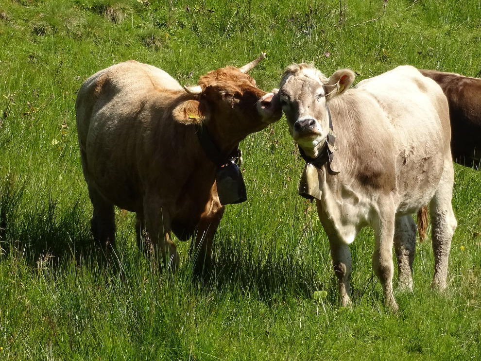 透過舔舐對方，牛與牛之間產生了連結，鞏固了彼此的友情。 Photo: amserl