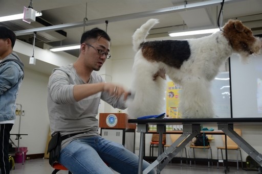 徐全老師示範梗犬的造型設計。元培醫事科技大學/提供