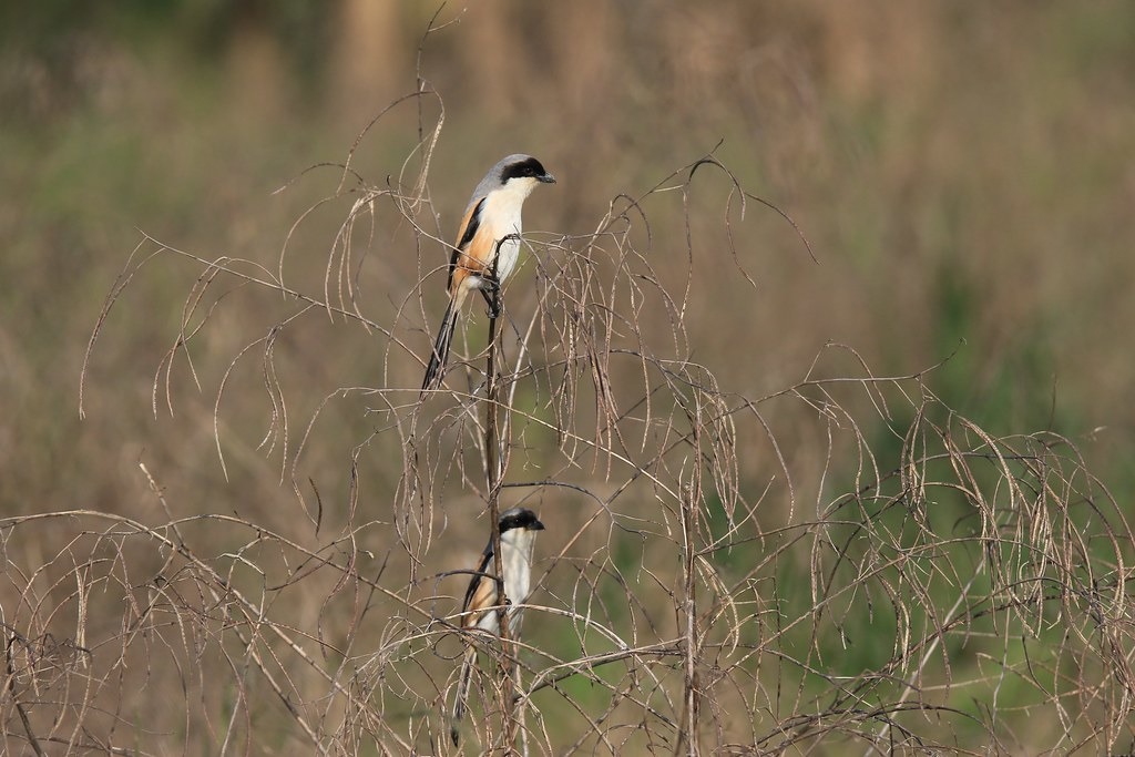 棕背伯勞族群反映台灣農地現況。攝影:呂翊維