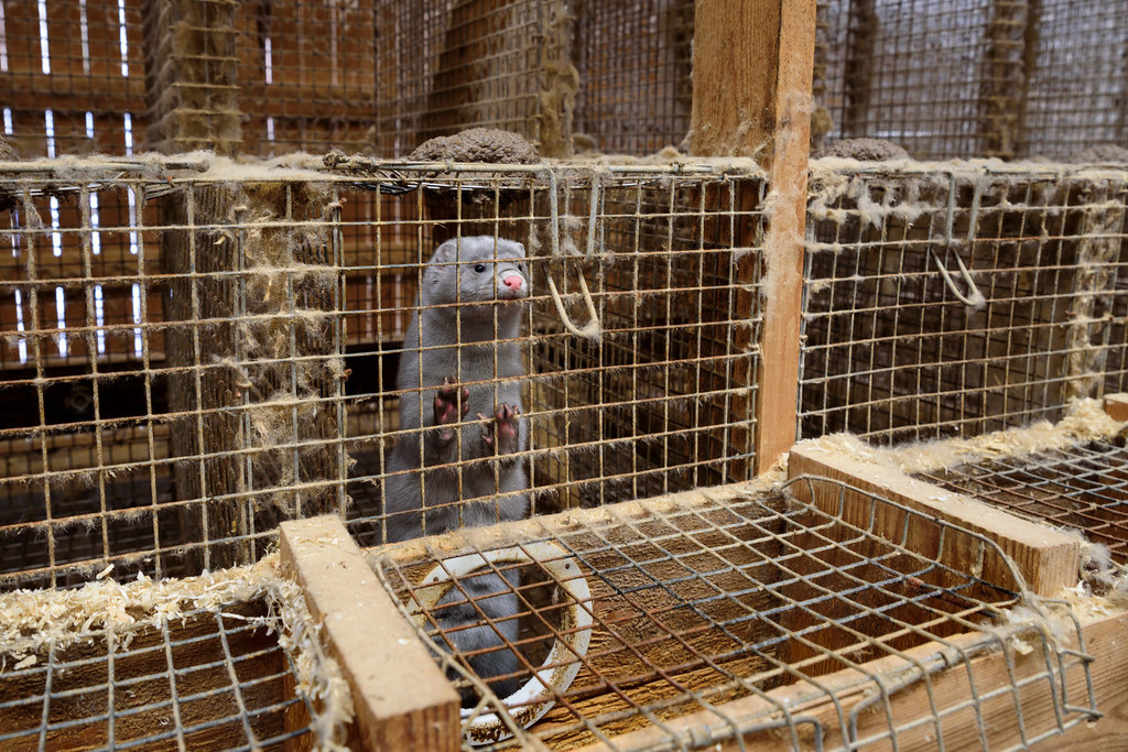 圖片來源:Oikeutta eläimille