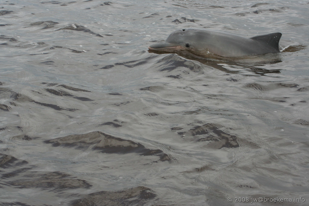 圭那海豚(Sotalia guianensis)。來源:Jan Willem Broekema(CC BY-SA 2.0)