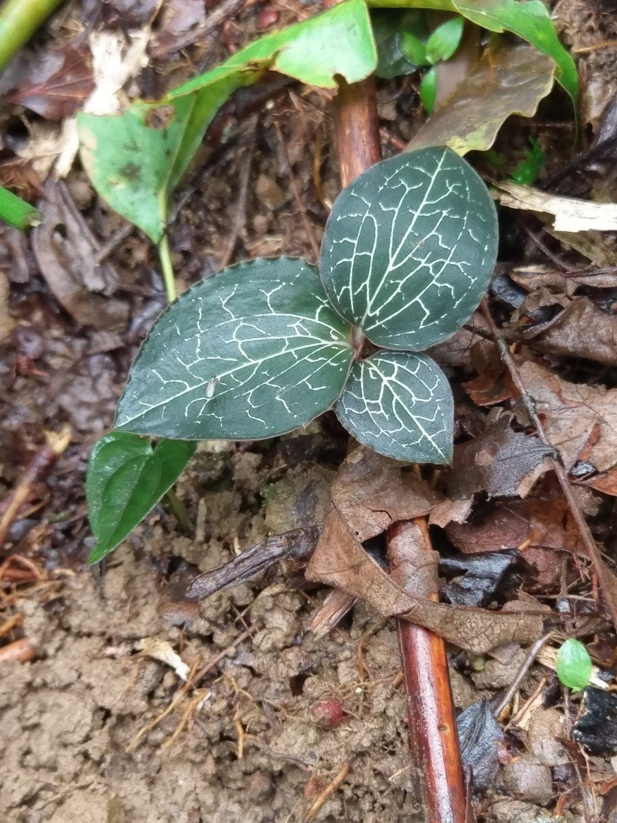 金線連適合生長於林下遮光處,且對森林環境影響程度較低。林務局/提供