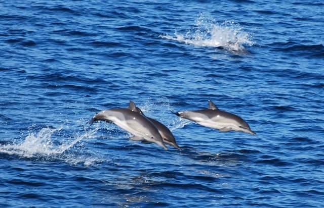 黑海水域飛躍的海豚。圖片提供：Maja Nimak-Wood
