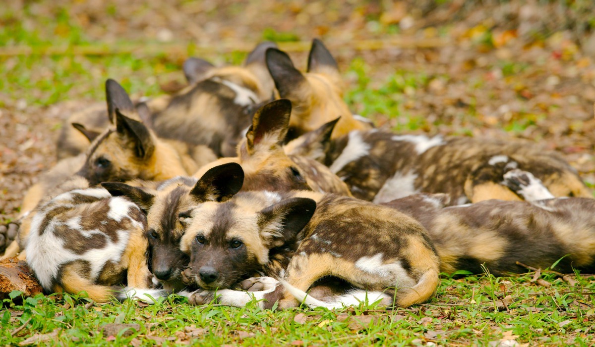 隨著棲地被破壞和狂犬病的流行，非洲獵犬的數量不斷下降，目前全非大約只剩下 6,600隻非洲獵犬。 Photo: Josh More