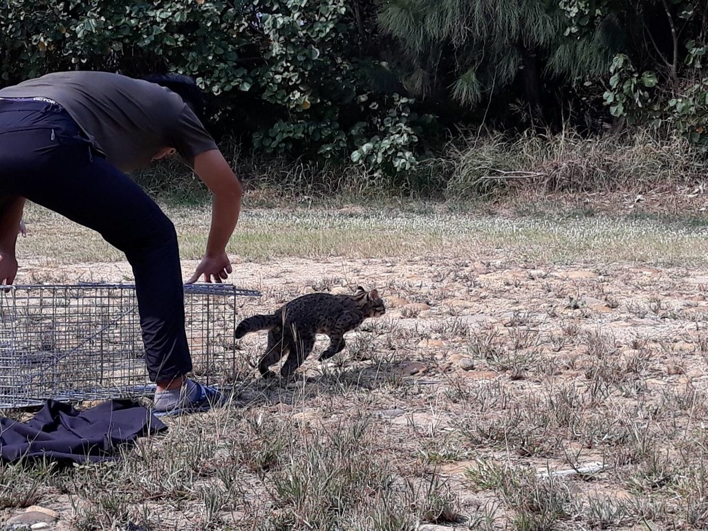 石虎的棲地與人類高度重疊,圖為誤捕後野放的石虎。苗栗縣政府農業處自然生態保育科提供。