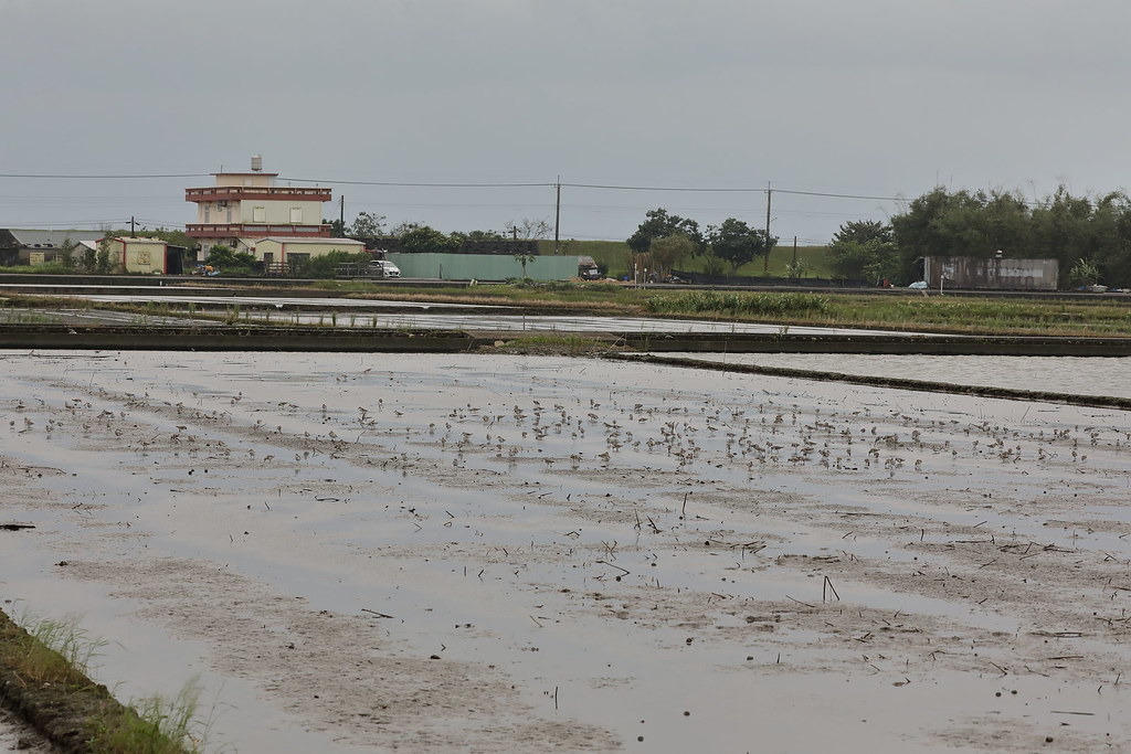 黑腹濱鷸腳短,特適合爛泥巴、泥灘地。圖片來源:羅東林管處