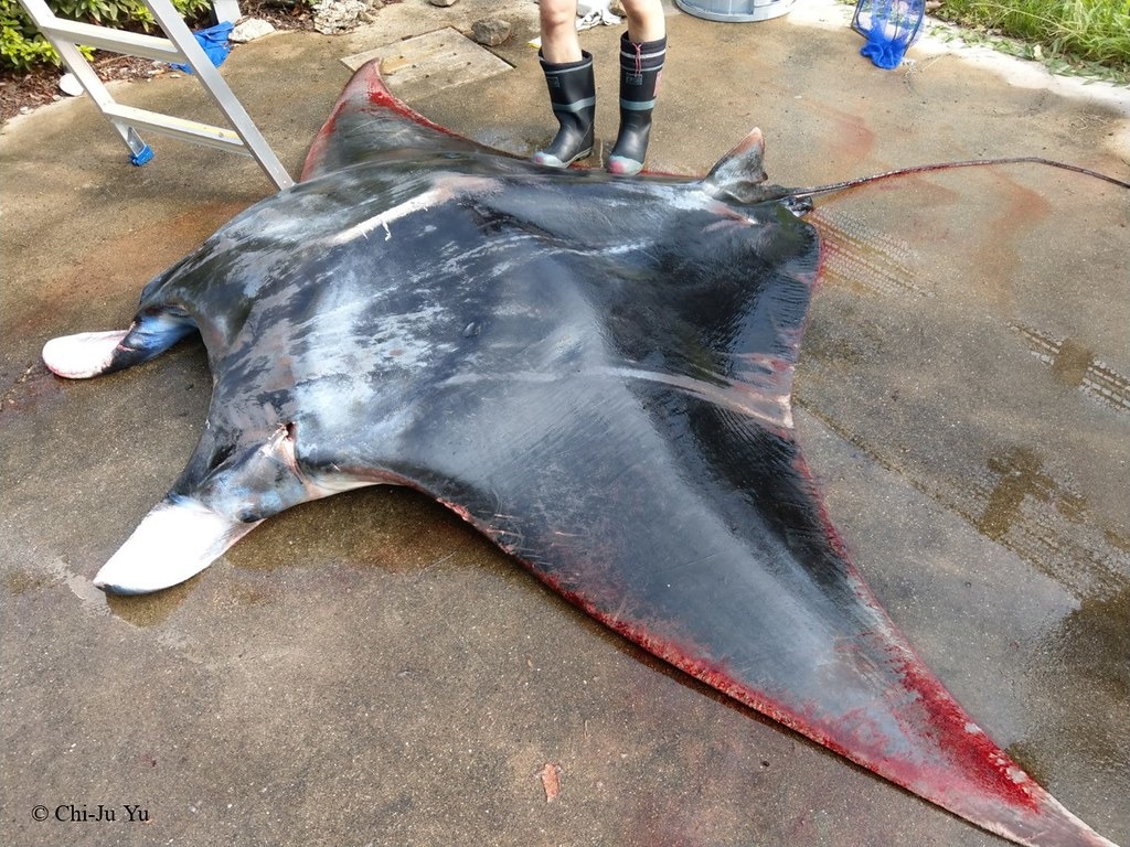 鬼福魟屬的阿氏前口蝠鱝（Manta alfredi） 列入瀕危保育類物種，現正預告中。圖片來源：海保署提供