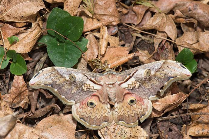 大綠目天蠶蛾是低海拔試驗站代表性的冬季限定蛾種,大型且花紋特殊。特生中心/提供 施禮正/攝