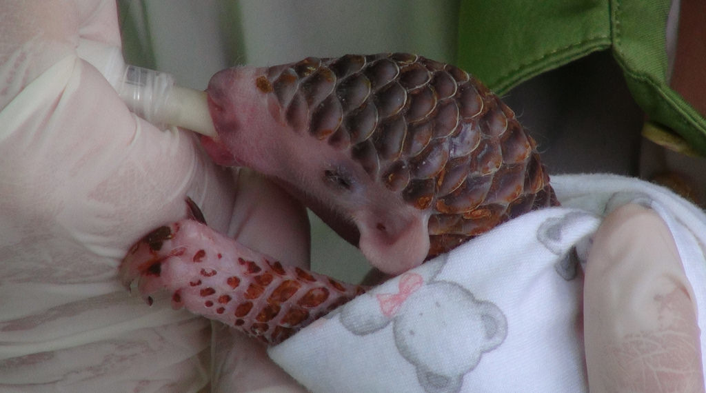 全球首例以人工哺育養大的穿山甲「芎梧」。圖片來源：台北市立動物園