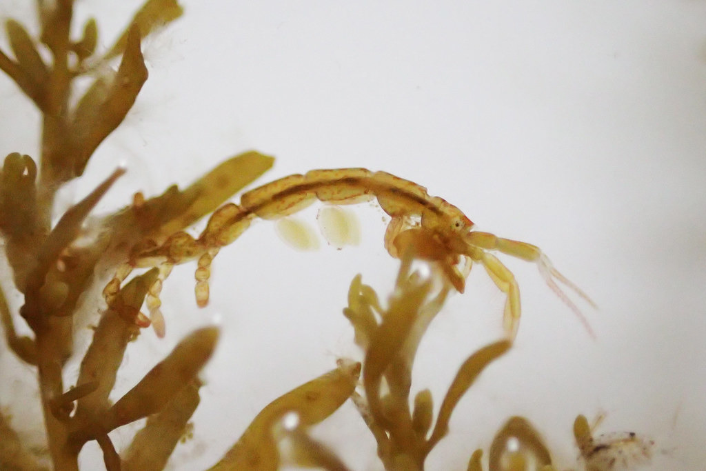 馬尾藻上的麥桿蟲。水試所澎湖海洋生物研究中心提供