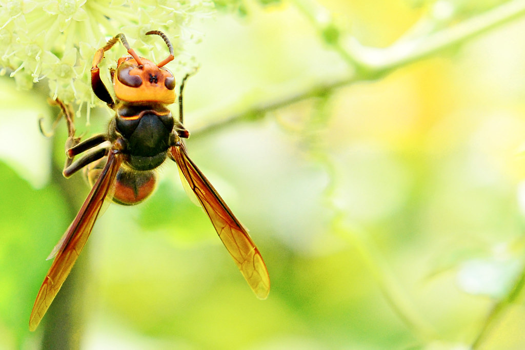 今年1月,日本有廠商推出殺蜂盒,能避免正面衝突,但也引來網友的疑慮。照片來源:Toshihiro Gamo(CC BY-NC-ND 2.0)