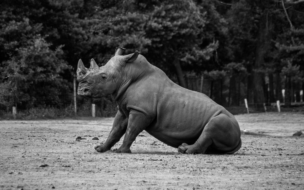 野生動植物走私者誆稱,犀牛角和其他野生動物製品可以治武漢肺炎。照片來源:Tomasz Baranowski(CC BY 2.0)