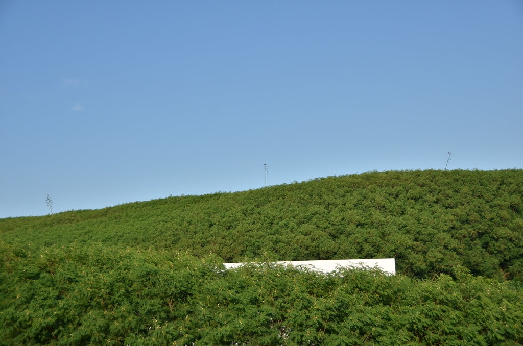 整山的銀合歡林。圖片提供：國立台灣師範大學