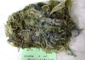 奈良愛鹿協會曾在死亡鹿隻的胃裡發現塑膠垃圾。（圖片來源：奈良愛鹿協會官網。）