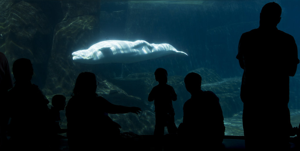 圈養在水族館的白鯨。照片來源:Ross(CC BY-NC-ND 2.0)