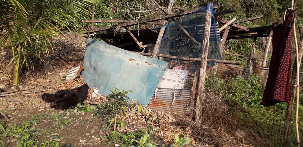 死亡黑熊發現地點為友善田區。圖片提供:花蓮林管處。