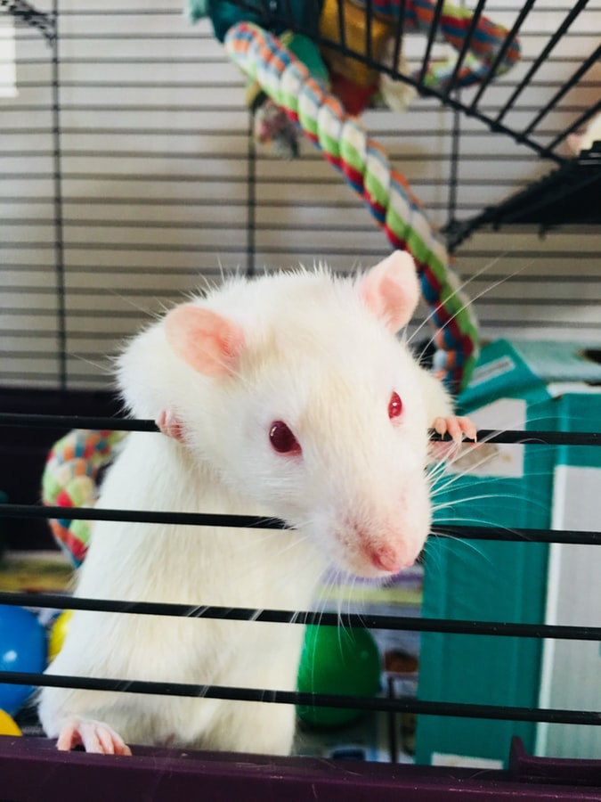 雖然人類仍無法完全避免動物實驗，卻努力透過課程和嚴格的審查，降低動物們在實驗過程受到的痛苦。 Photo: Annemarie Horne
