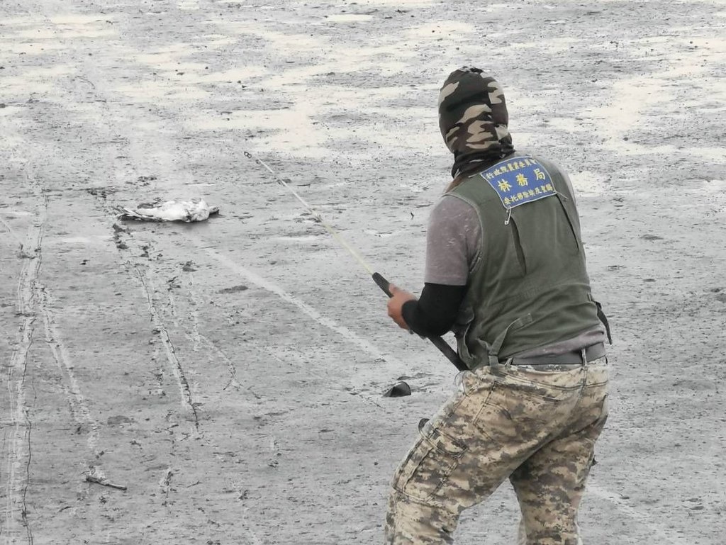 林務局透過各地林管處與原住民獵人、射擊協會合作移除埃及聖䴉。圖片來源：農委會林務局