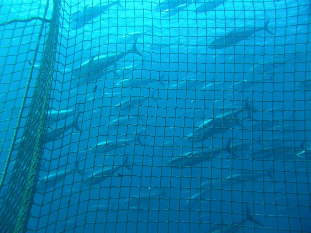 經過多年的過度捕撈，現在宣布黑鮪魚脫離險境還為時過早。圖片來源：Tom Puchner（CC BY-NC-ND 2.0）