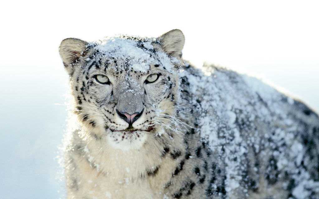 棲息在亞洲中部山區的雪豹。照片來源：Antonio Marín Segovia（CC BY-NC-ND 2.0）