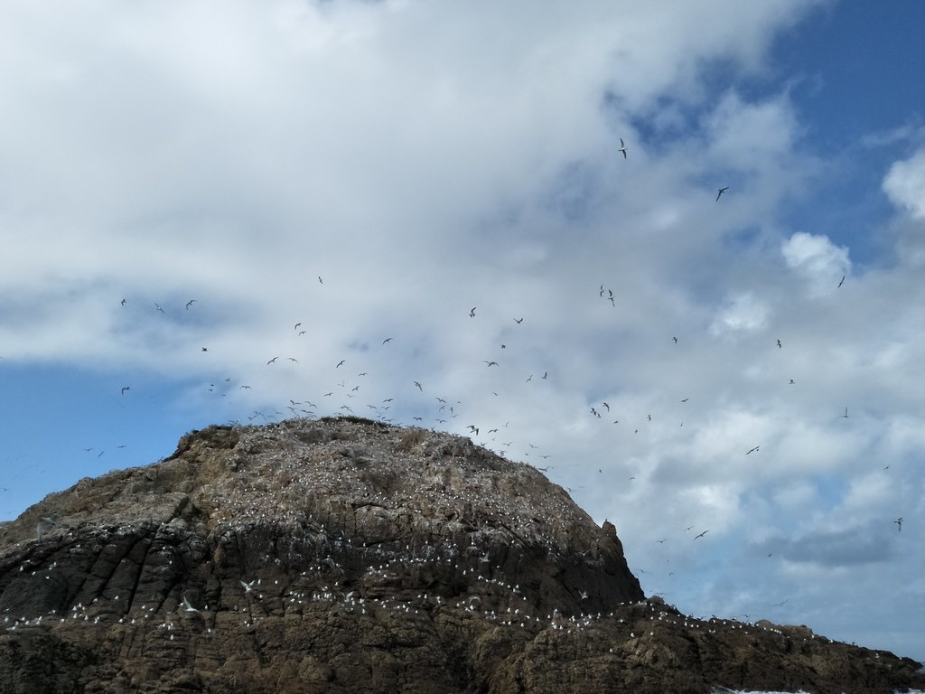 鐵尖島被漫天飛舞的鳳頭燕鷗包圍。台北市野鳥學會提供