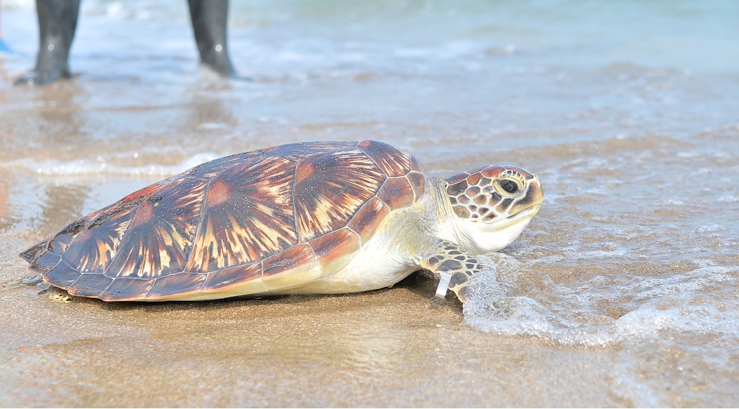 海洋大學海龜實驗室同學為牠取名「龍蝦麻糬」，十分俏皮可愛。劉凱/攝