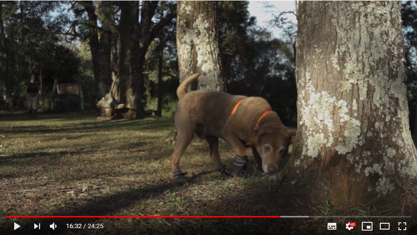 小火車腳穿保護鞋,在樹根處嗅聞動物的氣味。 Photo: Testimonios - de los cuatro v