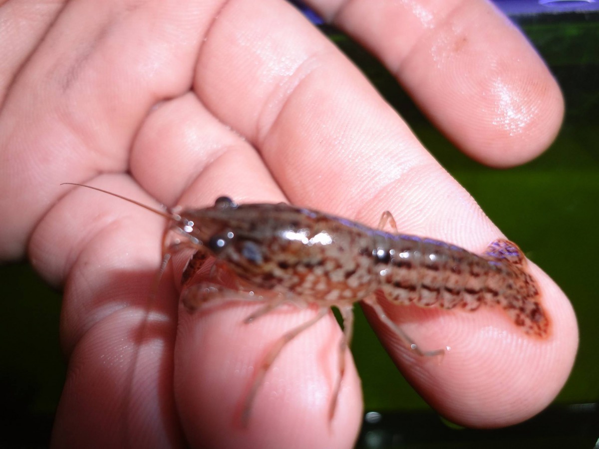 龍紋螯蝦非常會繁殖，透過無性生殖，一年後一隻可以變成上百隻。 Photo: Tom Allgood‎